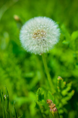 Round dandelion with white down on the field
