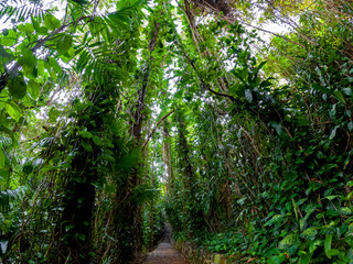 Obraz premium View of forest at La Vanille Nature Park which is located in the south of Mauritius island