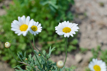 Close-up of white and yellow spring daisy flowers and yellow dandelions