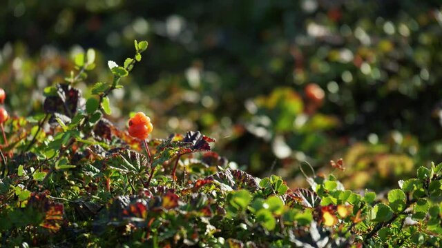 RIPE CLOUDBERRIES grow in a wild northern FIELD among GREEN LEAVES under soft summer sunlight