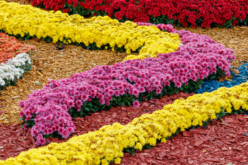 Fototapeta na wymiar multi-colored flower beds of beautiful chrysanthemums