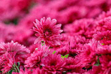multi-colored flower beds of beautiful chrysanthemums