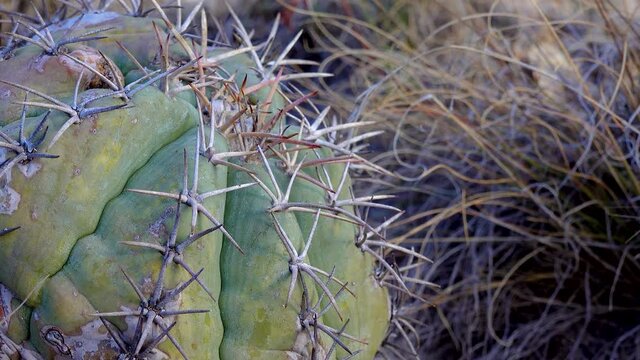 Eagle claws, Turk's head, devil's head (Echinocactus horizonthalonius). Cacti of West and Southwest USA New Mexico