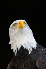Weißkopfseeadler