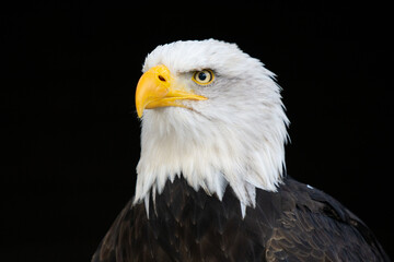 Obraz premium Weißkopfseeadler