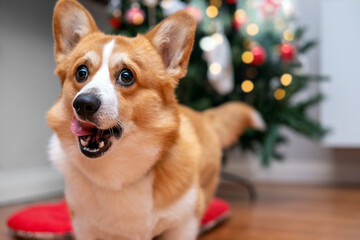 Corgi Dog With Funny Face in front of Christmas Tree. Winter Holidays Concept. New Year Holiday. 