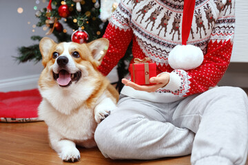 Unrecognized Female In Santa Hat And Red Sweater Gifting Present In Hand For Corgi Dog In Front Of Christmas Tree. Christmas Holiday And New Celebration Concept. Banner Size