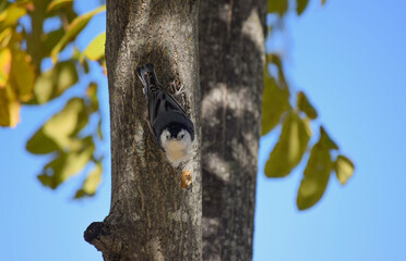 america, american, animals, bird, blue, cloudy, croton, croton bay, croton gorge, croton point park, day, environment, fall, fly high, high up, horizon, hudson, hudson river, in plain sight, isolation