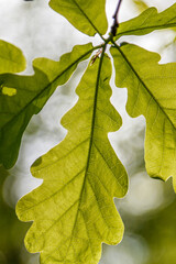 Beautiful young leaves in the sunshine