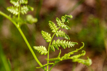 Beautiful spring flowering meadow of fresh flowers