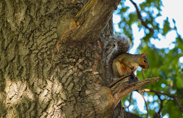 Animals of Croton on Hudson, NY © KML Photography