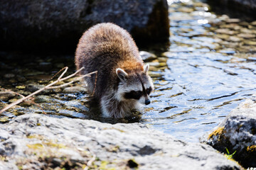 Closeup shot of a raccoon in the pond © Tobias Jungmeier/Wirestock
