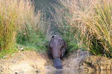 Beautiful view of a common beaver by the lake - obrazy, fototapety, plakaty