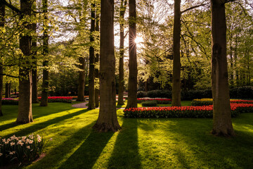 Europe, The Netherlands, Lisse. Keukenhof Gardens at sunrise.