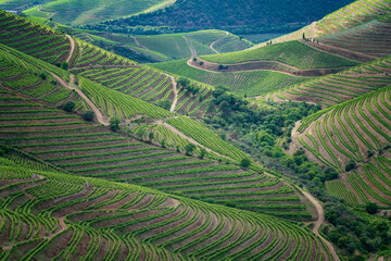 Fototapeta na wymiar Europe, Portugal, Douro Valley. Vineyard patterns at sunset.
