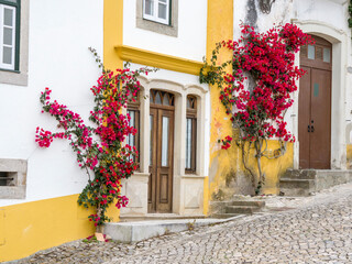 Portugal, Obidos. Dark pink bougainvillea vine growing along side the entrance of a home in the walled town of Obidos. - obrazy, fototapety, plakaty
