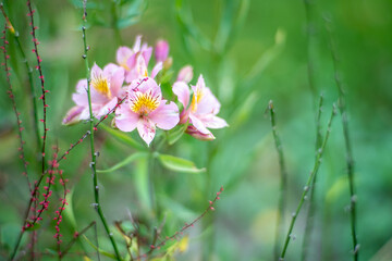 アルストロメリア