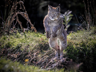 Closeup of jumping Lynx in the forest © Steve Coomes/Wirestock