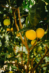 Beautiful ripe yellow lemons on tree in garden. Appetizing citrus fruits.