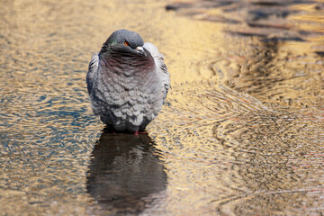 Pigeon standing in shallow puddle looking ruffled and annoyed.