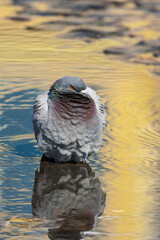 Pigeon standing in shallow puddle looking ruffled and annoyed.