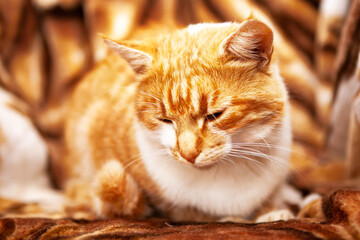 Naklejka premium Two ginger cats on a background with a tiger print.