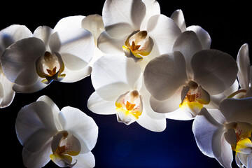 Close-up shot of beautiful white fragrant orchid flowers isolated on a blue background