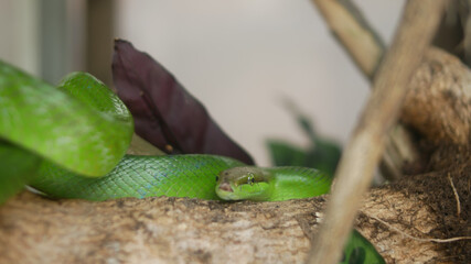 Closeup of a green snake in a cage