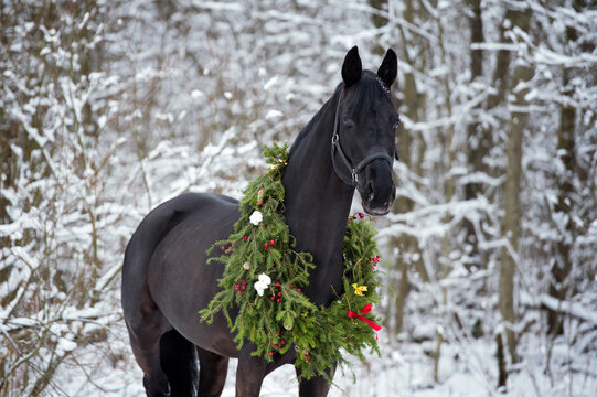 portrait of beautiful black horse with christmas wreath posing in snowing forest. winter