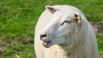 Schaf (Ovis)