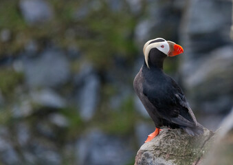 Tufted Puffin (Fratercula cirrhata) on Kolyuchin Island, once an important Russian Polar Research Station, Bering Sea, Russian Far East