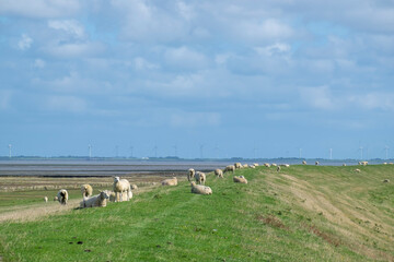 Obraz premium Küstenlandschaft mit Deich und Schafen, Insel Föhr