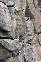Horned Puffin (Fratercula corniculata) on Kolyuchin Island, once an important Russian Polar Research Station, Bering Sea, Russian Far East