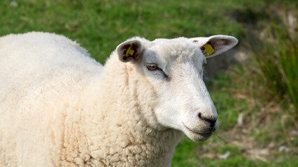 Fototapeta premium Schaf (Ovis)