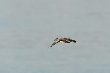 eurasian wigeon in the sea