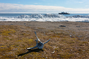 Walrus bone, Cape Vankarem, Wrangel Island, Chukchi Sea, Russia Far East