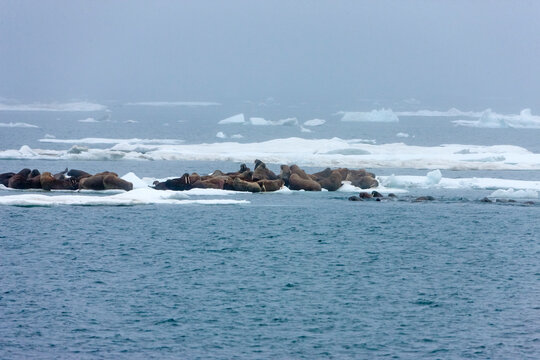 Walruses On Floating Ice, Chukchi Sea, Russia Far East