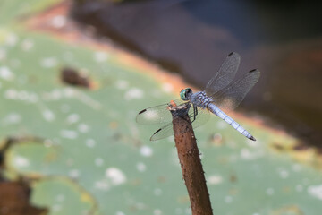 dragonfly on a branch