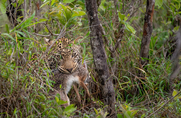 African Leopard with scrub hare