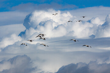 The return of Snow Geese
