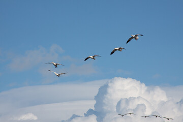 Flight of Snow Geese
