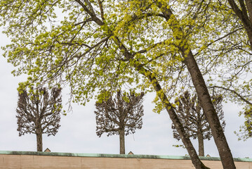 Fototapeta premium Sweden, Stockholm, trees, early spring