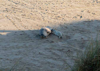 A baby seal with its family
