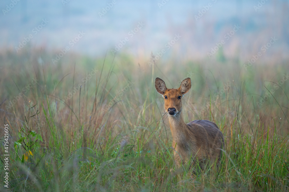 Poster scenic view of a deer in a field on a blurred background