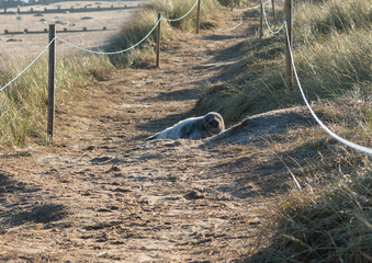 A seal on the beach in a sunny day