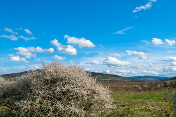 White pear tree flower on natural background. Sunny spring day with beautiful blue sky blossom flowers with copy space