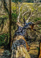 Old Fallen Tree in Wetland Marsh