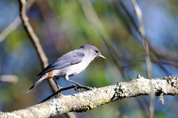 male Chestnut-vented Conebill (Conirostrum speciosum) perched on a branch
