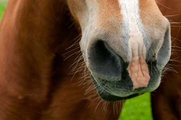 wild horse on a large meadow with beautiful scenery of blue sky and quiet at sunrise