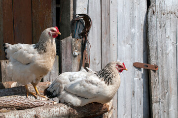 Domestic chickens in the fresh air. Rural circumstances.